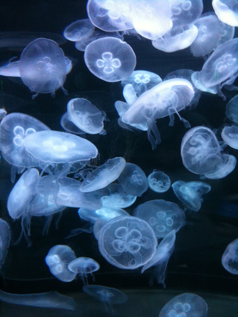 Jellyfish at Aquarium at the Bay