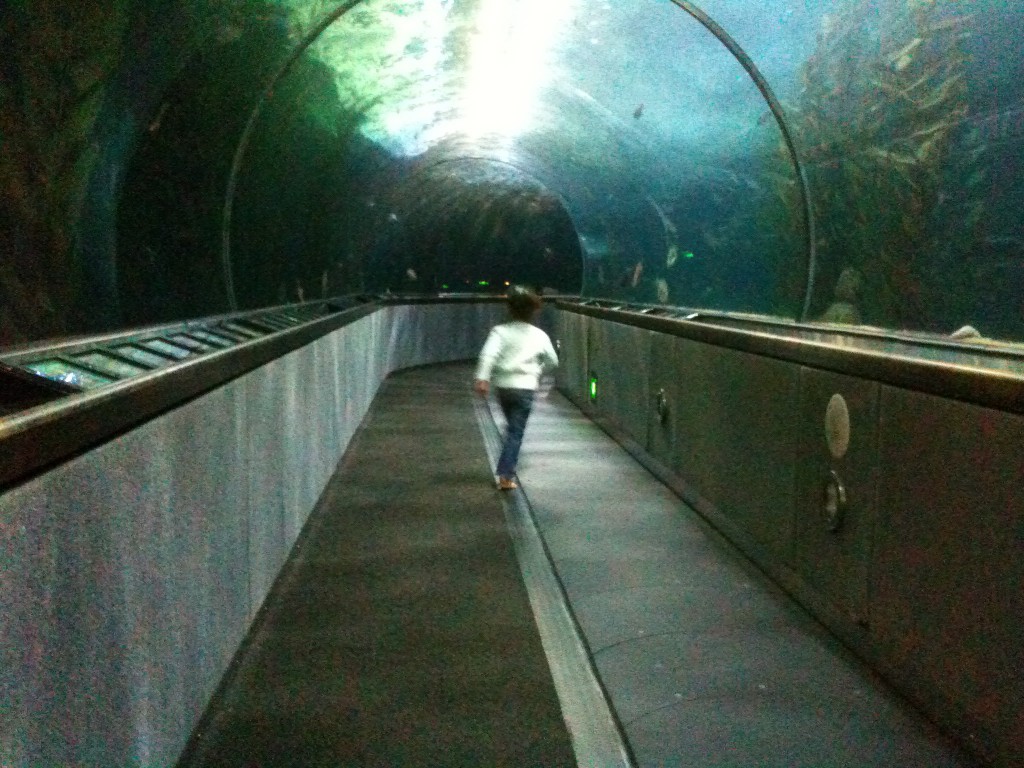 L in the Aquarium tunnel
