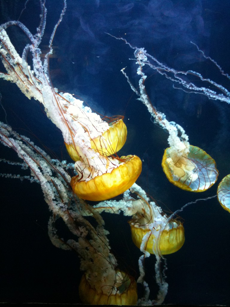 Portuguese Man of War at Aquarium at the Bay