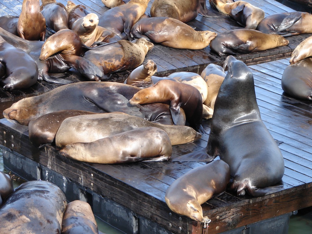 Sea lions in San Fran